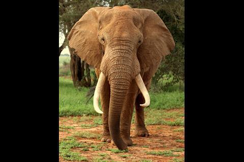 Tuk Tuk 3_Kenya_elephant